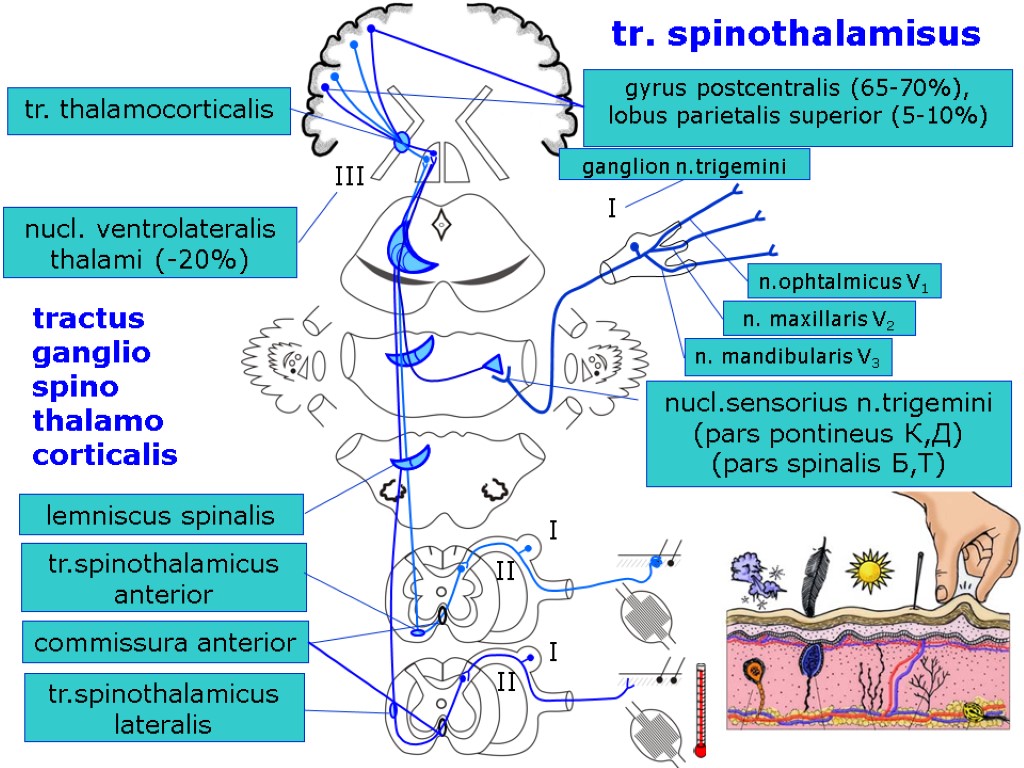 I II III I II tr. thalamocorticalis lemniscus spinalis tr.spinothalamicus anterior commissura anterior tr.spinothalamicus